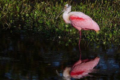 Roseate spoonbill
