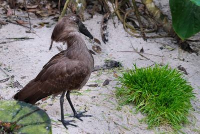 Hammerkop