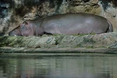 Hippo napping