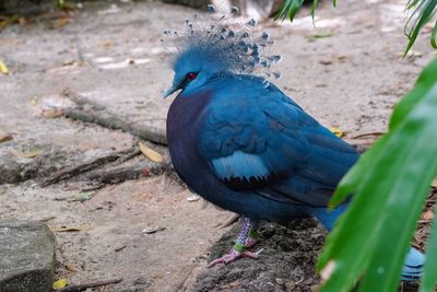 Crowned pigeon