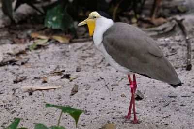Masked lapwing