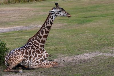 Young giraffe