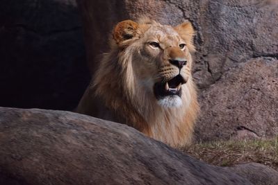 Male lion