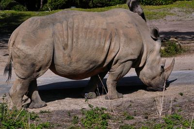 White rhino