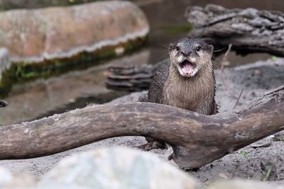 Otter 'barking' or 'yipping'