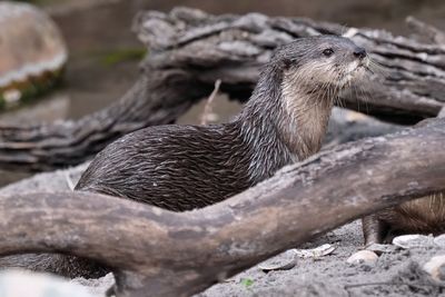 Sony FE70-300mm F4.5-5.6 G OSS