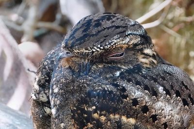 Chuck will's widow closeup