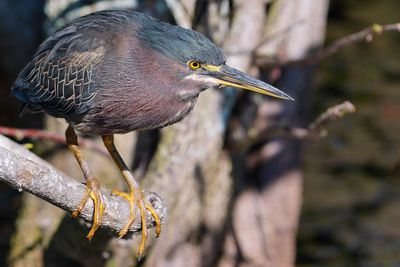 Green heron