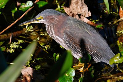 Green heron