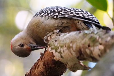 Red-bellied woodpecker