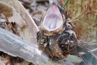 Chuck will's widow with open mouth