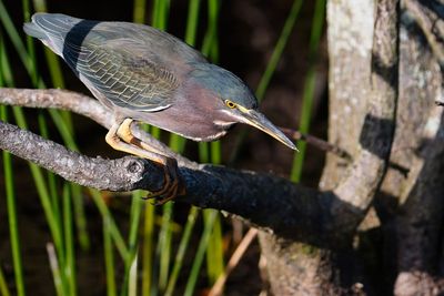 Green heron