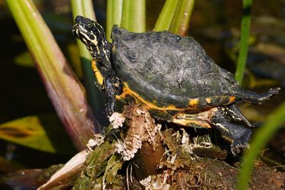 Baby cooter turtle