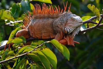 Male green iguana