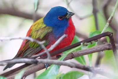 Male painted bunting