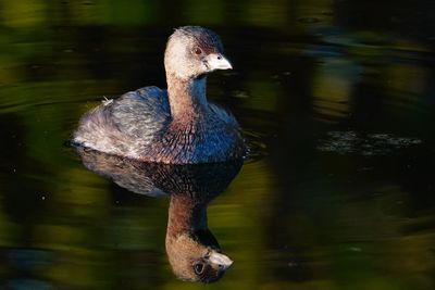 Pied-billed grebe