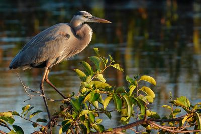 Great blue heron