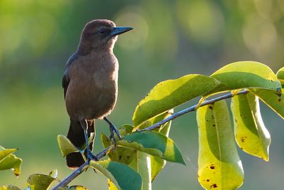 Female grackle
