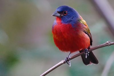 Male painted bunting