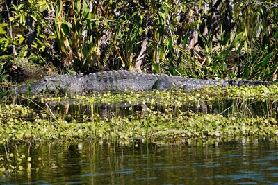 Alligator