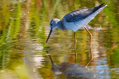 Greater yellowlegs