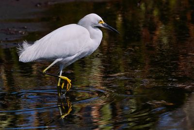 Snowy egret