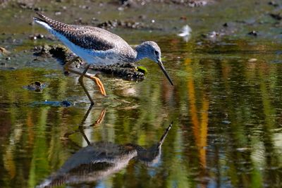 Greater yellowlegs