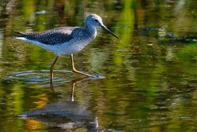 Greater yellowlegs