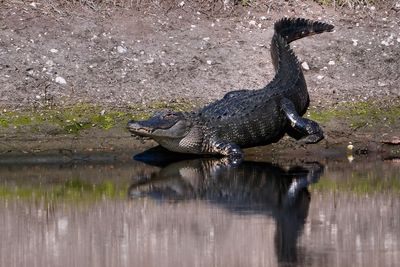 Alligator along the shore
