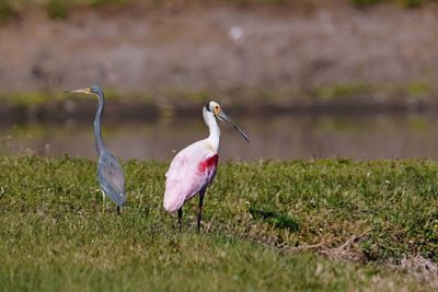 Roseate spoonbill and tricolored heron