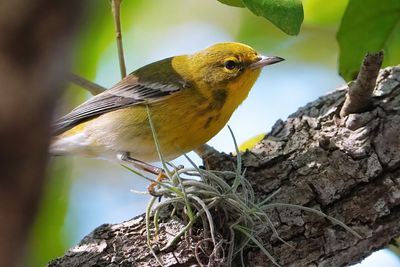 Pine warbler