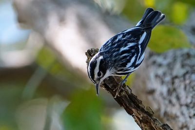 Male black-and-white warbler