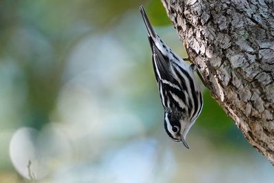 Male black-and-white warbler
