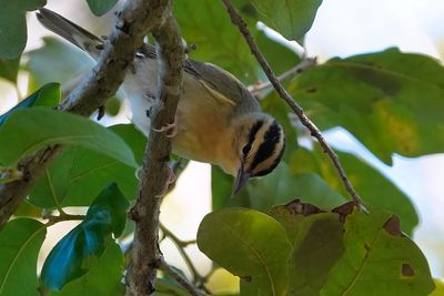 Worm-eating warbler