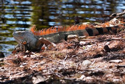 Backlit green iguana on the shore