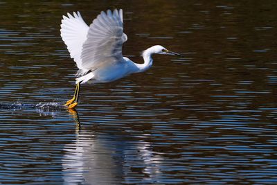 Snowy egret flying along the water