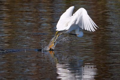 Snowy egret fly fishing