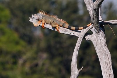 Green iguana on a high warm perch
