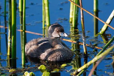 Pied-billed grebe