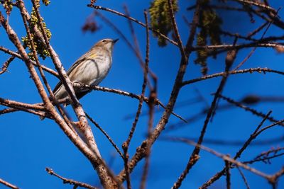 Yellow-rumped warbler