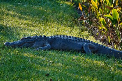 Alligator sunning