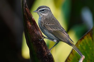Palm warbler