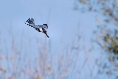Belted kingfisher diving