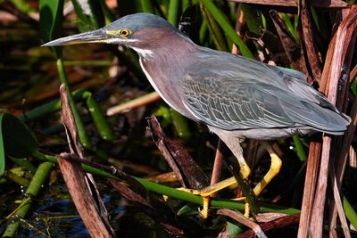 Green heron