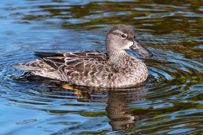 Female blue-winged teal