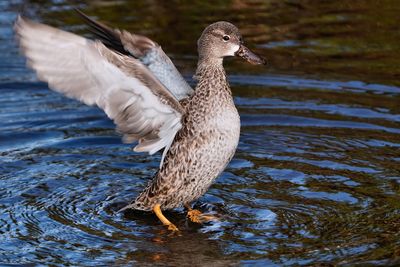 Female blue-winged teal