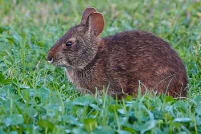 Marsh rabbit