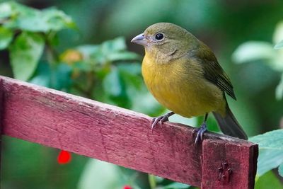 Female painted bunting
