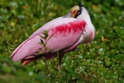 Roseate spoonbill trying to nap