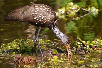 Limpkin